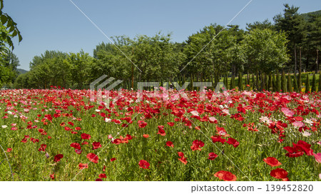 poppy 139452820