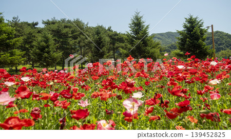poppy 139452825