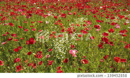 poppy poppy 139452858