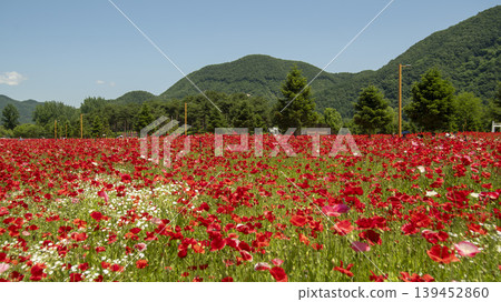 poppy poppy 139452860