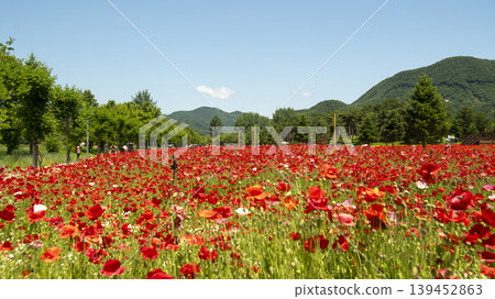 poppy poppy 139452863