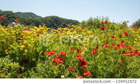 poppy poppy 139452872