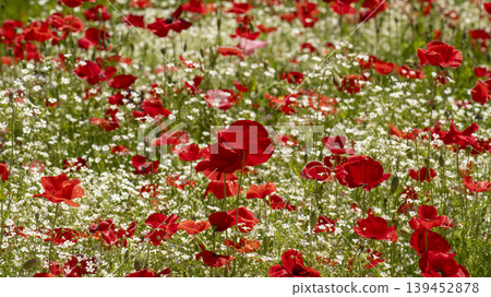 poppy poppy 139452878