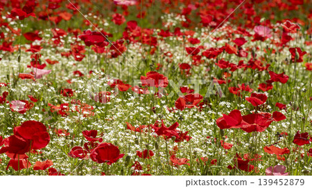 poppy 139452879