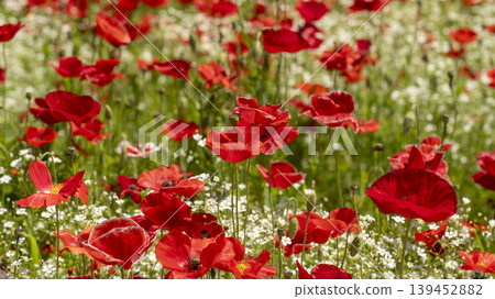 poppy poppy 139452882