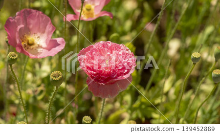 poppy poppy 139452889