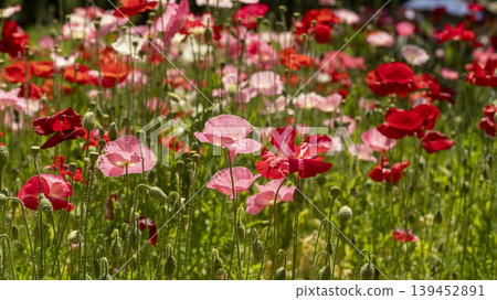 poppy poppy 139452891