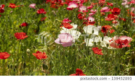 poppy poppy 139452893