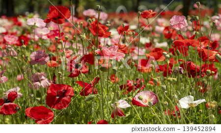 poppy poppy 139452894