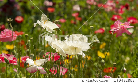 poppy poppy 139452895