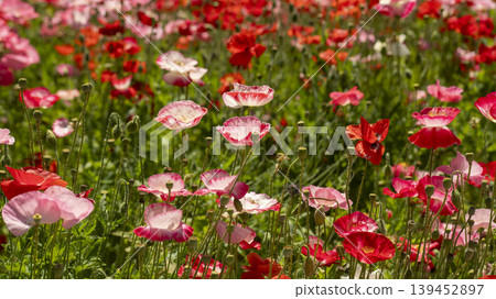 poppy poppy 139452897