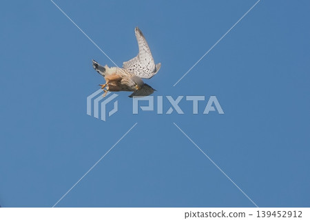 A male kestrel arrives at the breeding grounds. 139452912