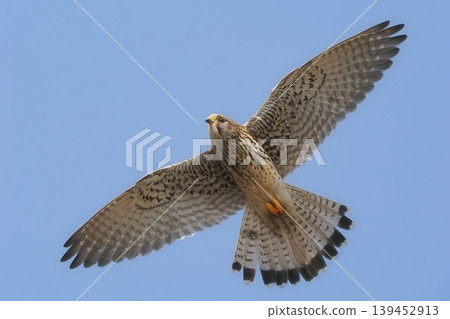 A female kestrel arrives at the breeding grounds. 139452913