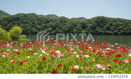 poppy poppy 139452976