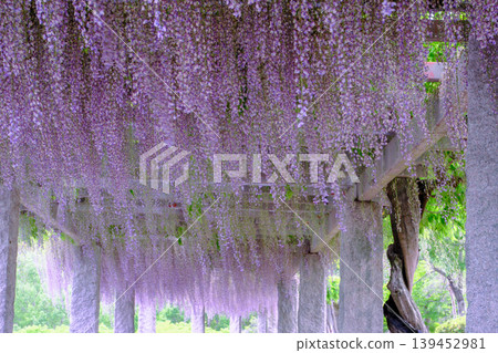 wisteria flowers in full bloom wisteria flowers in full bloom 139452981