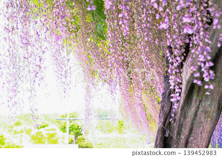 Wisteria trunk and flowers Wisteria trunk and flowers 139452983