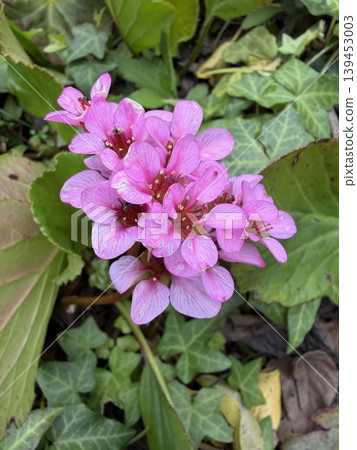 Pink flowering plant 139453003