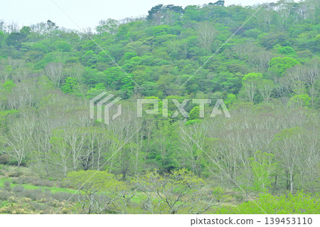 Akagi Shirakaba Ranch: A view of fresh greenery, a spring landscape. Akagi Shirakaba Ranch: A view of fresh greenery, a spring landscape. 139453110