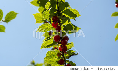 cherry cherry 139453189