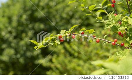 cherry cherry 139453213