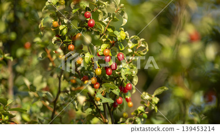 cherry 139453214