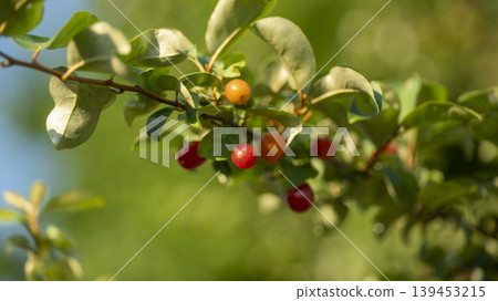 cherry 139453215