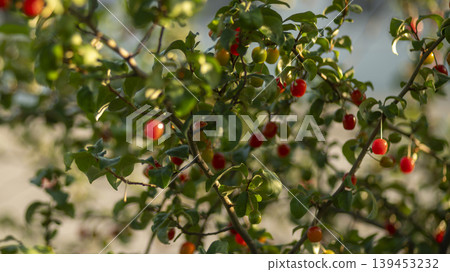 cherry cherry 139453232