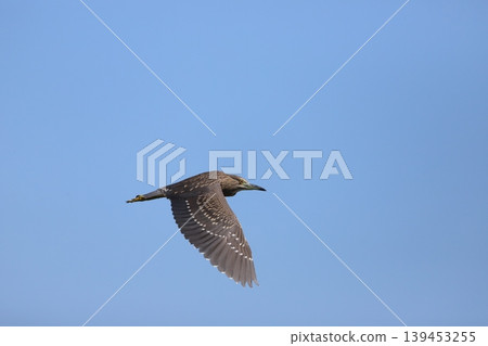 night heron flying in the sky night heron flying in the sky 139453255