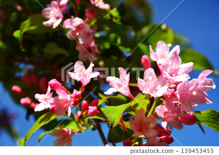 Weigela flowers shining against the blue sky Weigela flowers shining against the blue sky 139453455