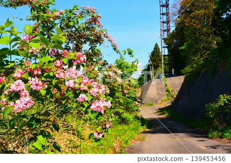 Weigela flowers shining against the blue sky 139453456