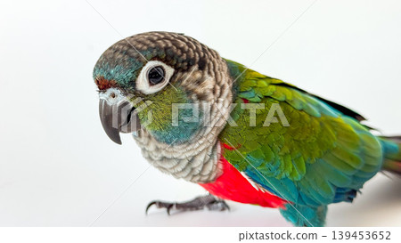 Crimson bellied conure parrot on the white background Crimson bellied conure parrot on the white background 139453652