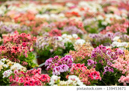 Blooming Geranium plants in in greenhouse in springtime Blooming Geranium plants in in greenhouse in springtime 139453671