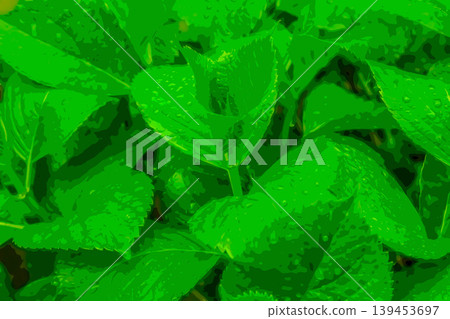 Leaves wet with rain Leaves wet with rain 139453697