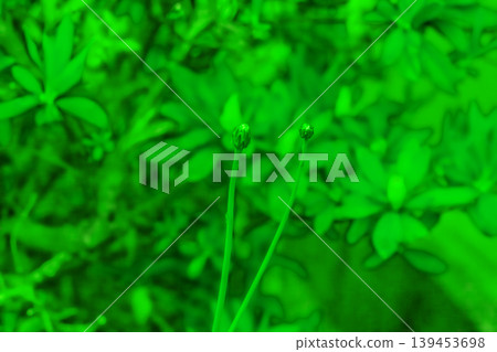 Small flowers Small flowers 139453698