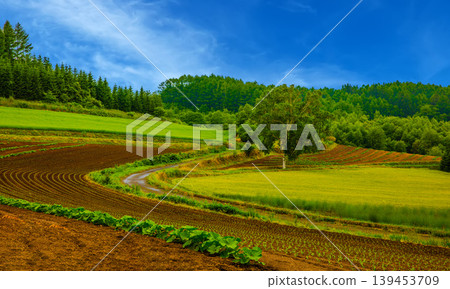 A midsummer scene of a soybean field nearing harvest, photographed against a clear blue sky. 139453709