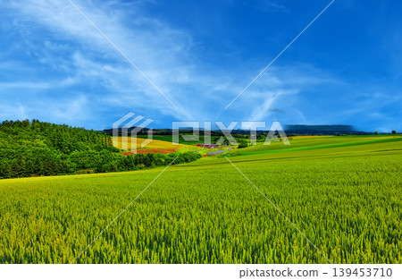 Extensive wheat field 139453710