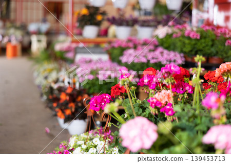 Stocks of plants in large greenhouse, and wholesale warehouse sells flowering geranium plants. 139453713