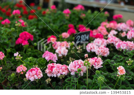 Geranium flowers in pots displayed for sale at flower shop Geranium flowers in pots displayed for sale at flower shop 139453815