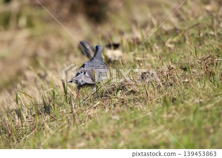 A rock dove walking along the roadside. A rock dove walking along the roadside. 139453863