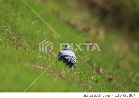A rock dove walking along the roadside. A rock dove walking along the roadside. 139453864