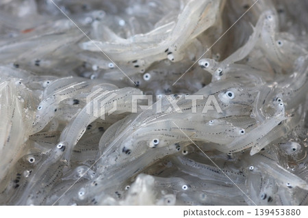 Shirasu (whitebait) at Iwaya Fishing Port, Awaji Island Shirasu (whitebait) at Iwaya Fishing Port, Awaji Island 139453880