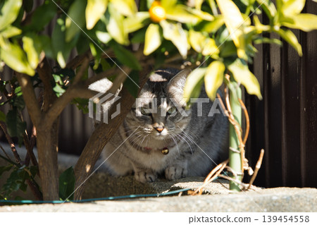 Haunted cat 139454558