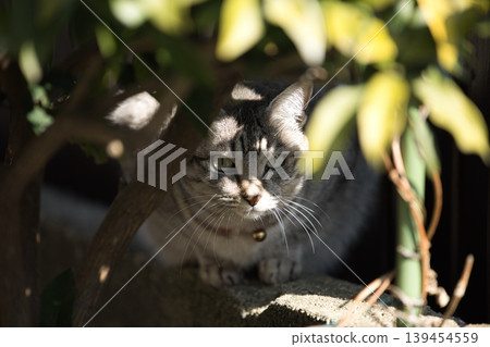 Haunted cat Haunted cat 139454559