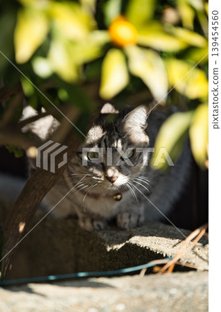 Haunted cat Haunted cat 139454560