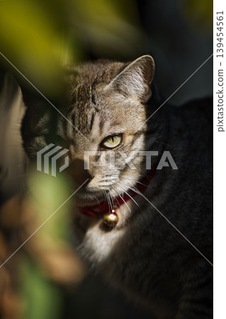 Haunted cat Haunted cat 139454561