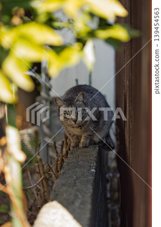 Haunted cat Haunted cat 139454563