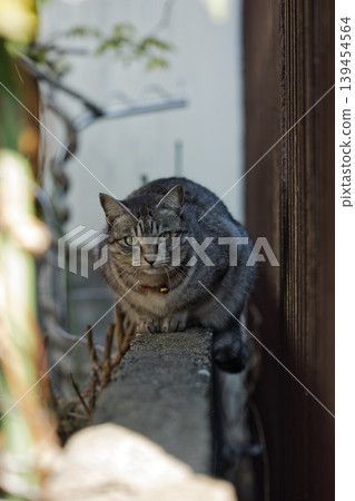 Haunted cat 139454564