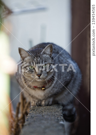 Haunted cat Haunted cat 139454565