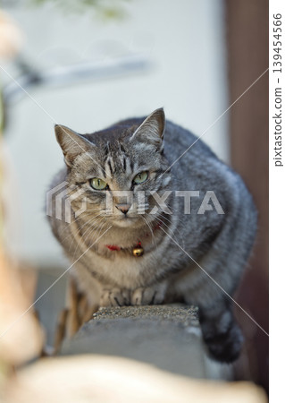 Haunted cat Haunted cat 139454566