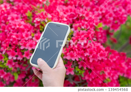 一隻女人用智慧型手機拍攝杜鵑花。 一隻女人用智慧型手機拍攝杜鵑花。 139454568